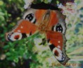 /album/fotogalerie/dscn0661-motyl-na-nasi-zahradce-jpg/